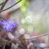 20220409 Spring ephemera・・・♡l