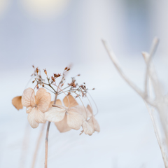 １月の紫陽花・・・♡