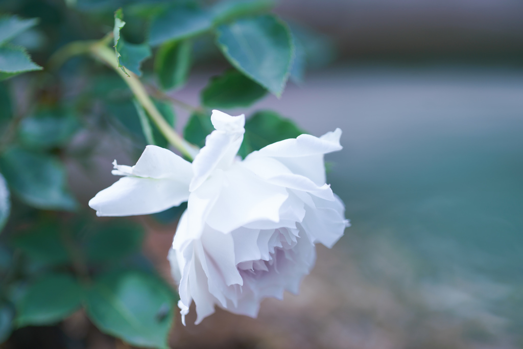 Rose collection ♡ 2016-14