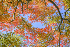 2023/11/21 Autumn colors・・・♡