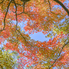 2023/11/21 Autumn colors・・・♡