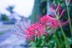 路傍の花・・・♬
