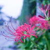 路傍の花・・・♬