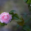 恋しく想ふ・・・♡