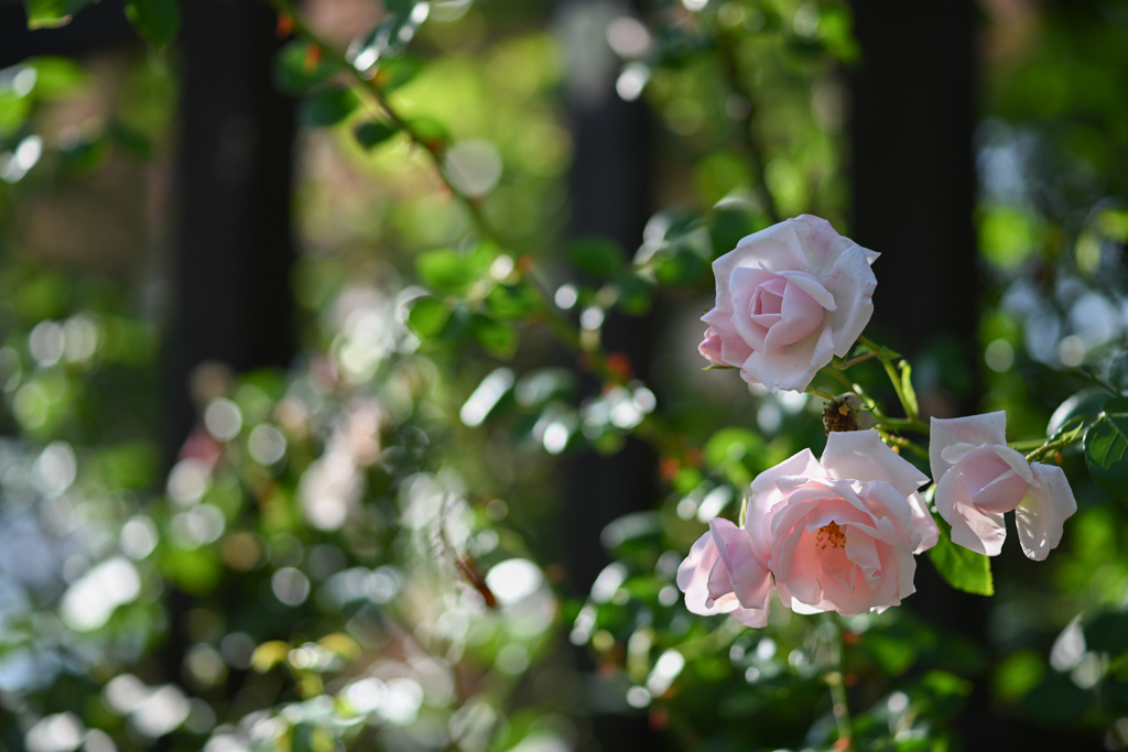 2024/06/14 Rose collection ♡ 14