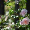 2024/06/14 Rose collection ♡ 14
