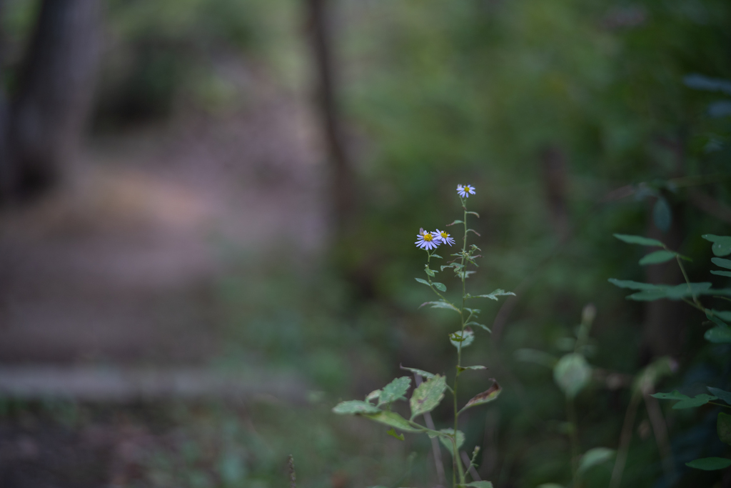 2025/10/09 やさしい野菊　うすむらさきよ・・・♬