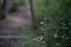 2025/10/09 やさしい野菊　うすむらさきよ・・・♬