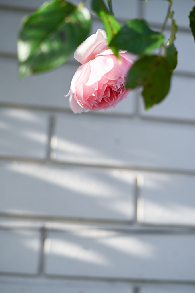 2023/10/30 Rose collection ♥ 22