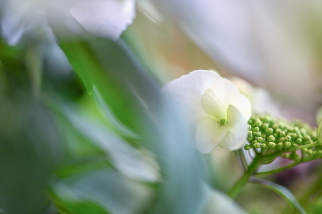 2024/02/19 冬紫陽花・・・♡