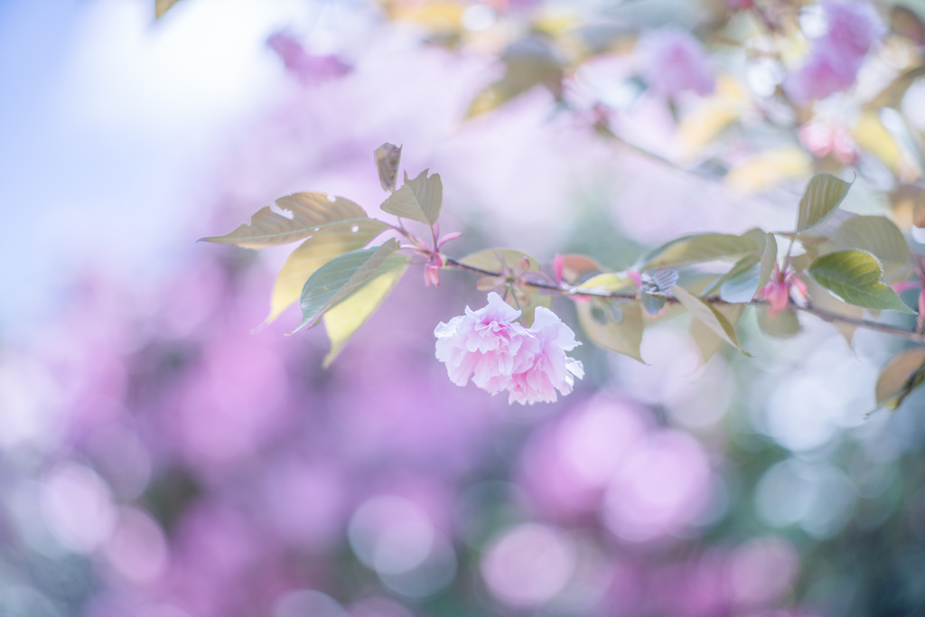 八重桜・・・♪