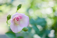 20210610 Rose collection ♡ 2021-10