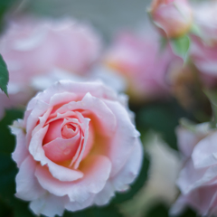 20210617 Rose collection ♡ 2021-19