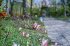 2025/04/30 春のガーデンへようこそ・・・♡