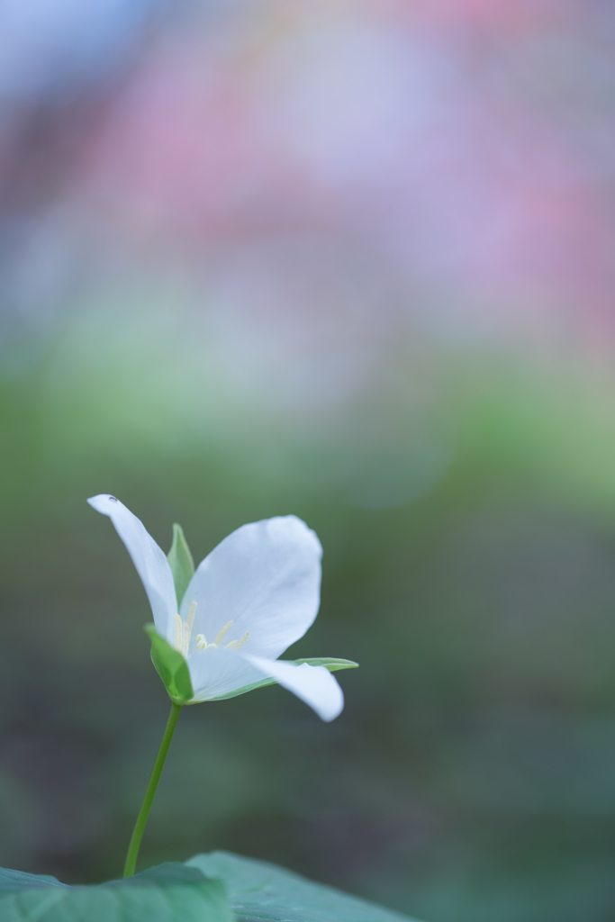 オオバナノエンレイソウ