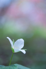 オオバナノエンレイソウ