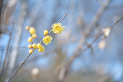 2025/12/23 咲いてる～♡