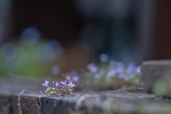 2025/05/14 遠い夢・・・♡