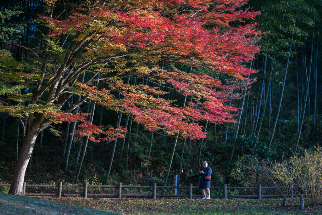 紅葉狩り・・・♬