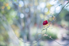 2025/10/24 Rose collection ♡ 35