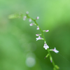 20220711 一芸に秀でた・・・(^^♪