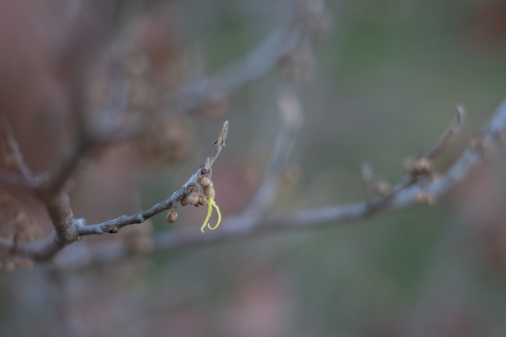 2025/11/28 まんずほどけちゃった～(^^♪