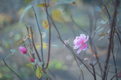 2025/12/09 Rose collection ♡ 51