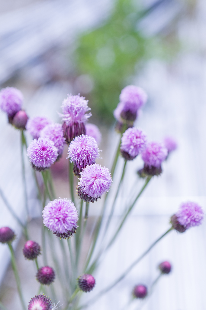 ピンクのポンポンポン・・・♬