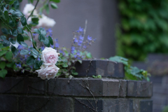 Rose collection ♡ 2020-10