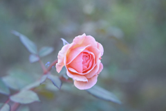2024/11/09 Rose collection ♡ 24