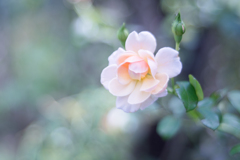 Rose collection  2019-13
