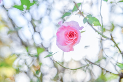 2024/11/12 Rose collection ♡ 28