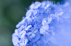 紫陽花 collection ♡ 2020-05