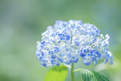 紫陽花 collection  2018-11