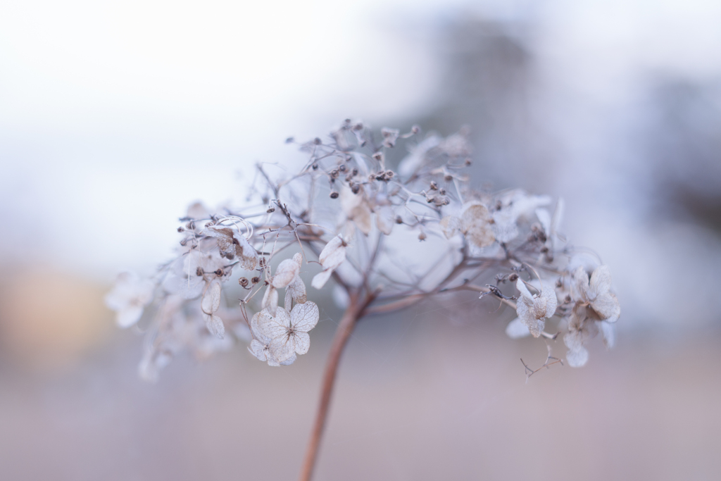 紫陽花 collection  2019-19