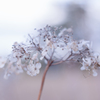 紫陽花 collection  2019-19