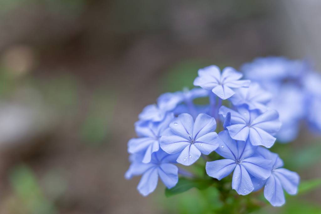 2023/06/30 ルリマツリ・・・♡