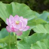 2022/07/21 ほころんだ・・・♡