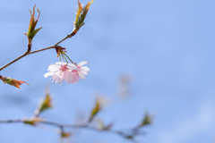 2025/03/31 さくら・・・♡