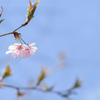 2025/03/31 さくら・・・♡