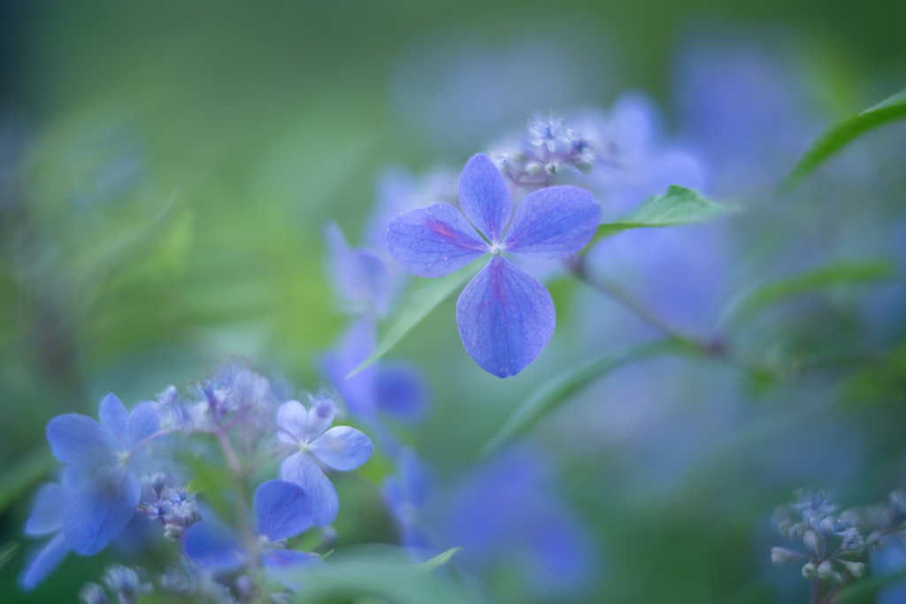 紫陽花collection ♥　2017-01