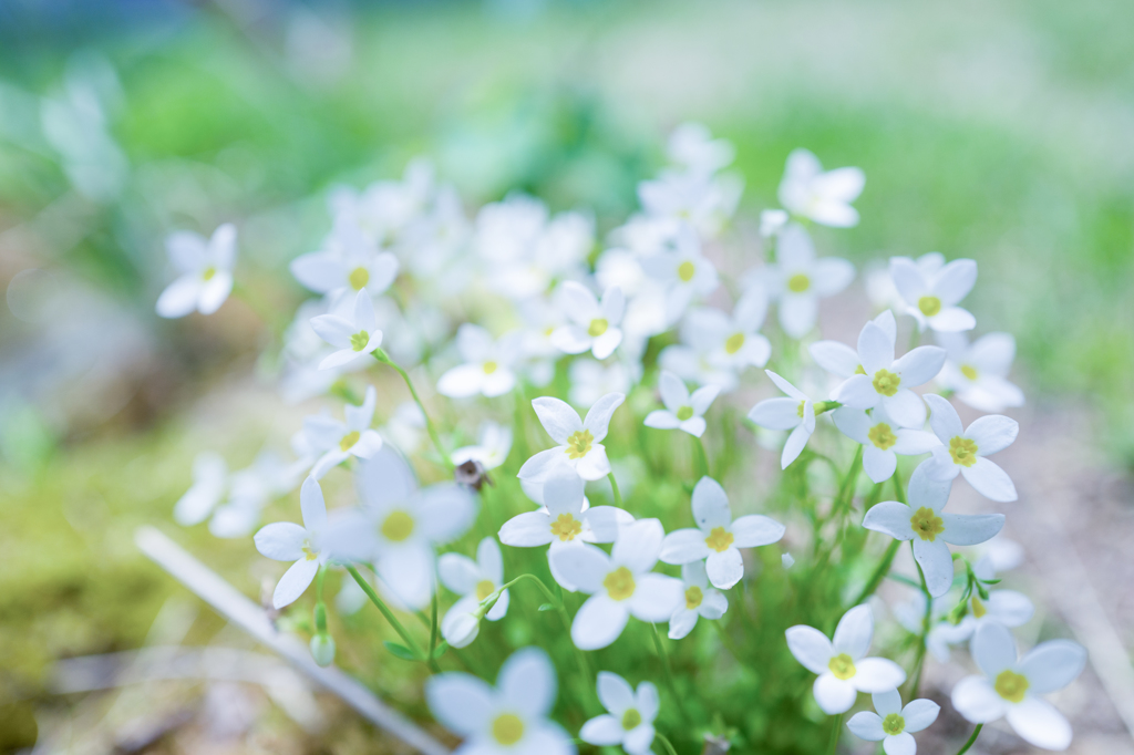 “あじさい”gardenにて・・・#2