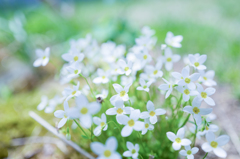 “あじさい”gardenにて・・・#2