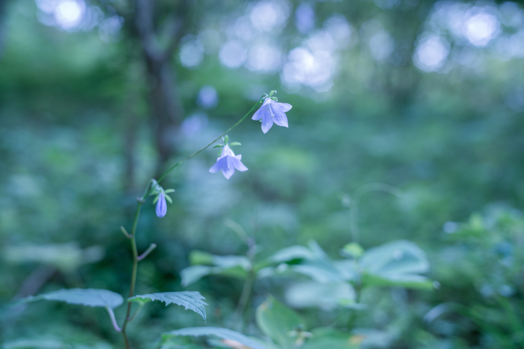 蒼い森・・・♬