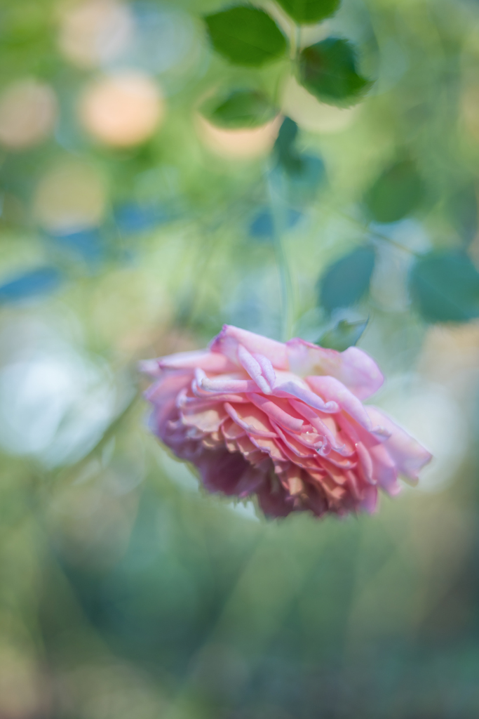 20211014 Rose collection ♡ 2021-28
