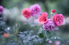 Rose collection ♡ 2020-15