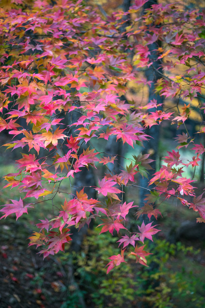 秋彩・毛越寺・・・ⅲ