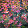 秋彩・毛越寺・・・ⅲ