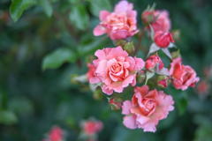 2024/06/05 Rose collection ♡ 08
