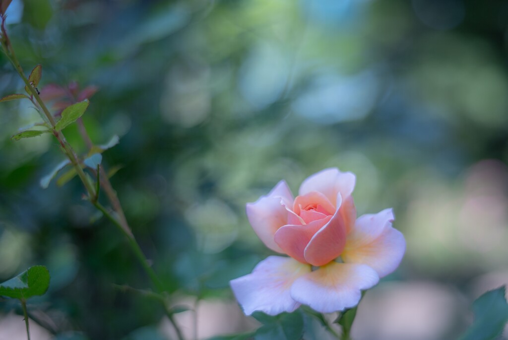 2025/06/13 Rose collection ♡ 17